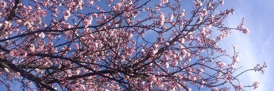 Rosario Carmona Yost banner