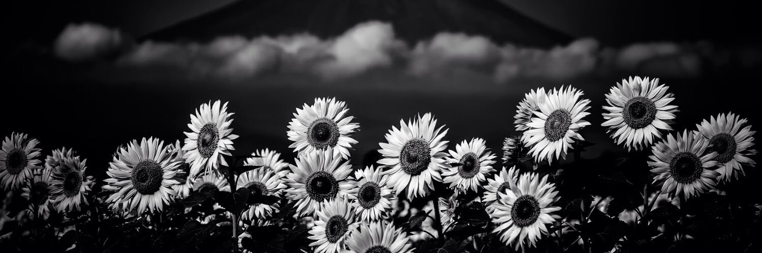 ciaramitulinski's profile banner image