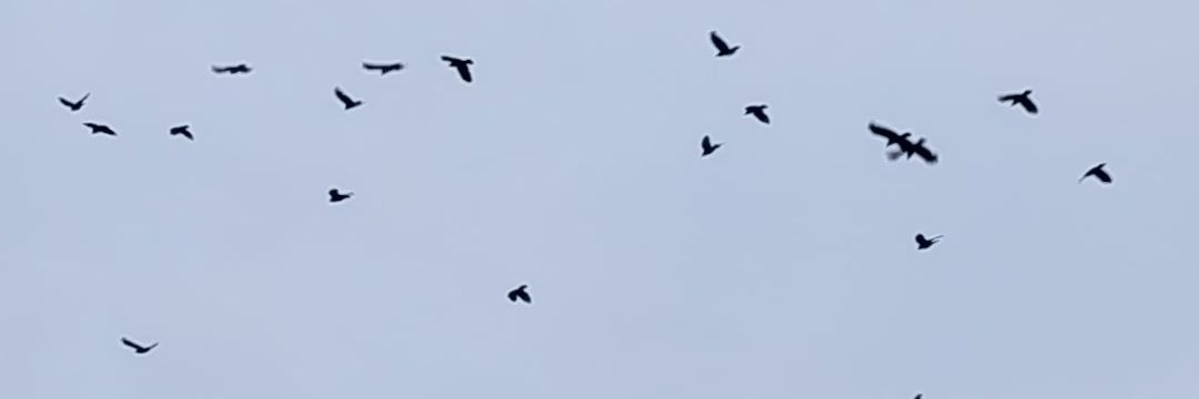 Mickey Flight banner