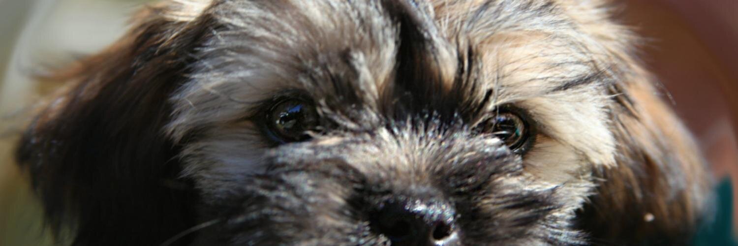 HiLaurenFox's profile banner image