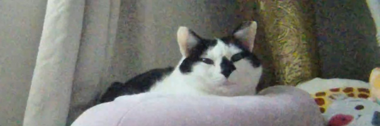 staceyjoyy's profile banner image