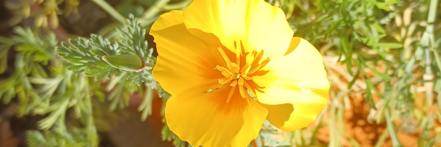 LucyRecLucy's profile banner image