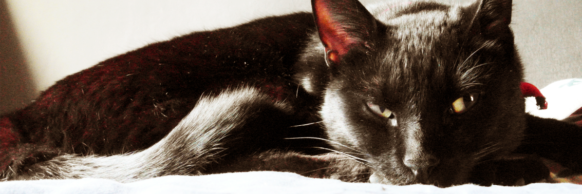 amanda_niguez's profile banner image