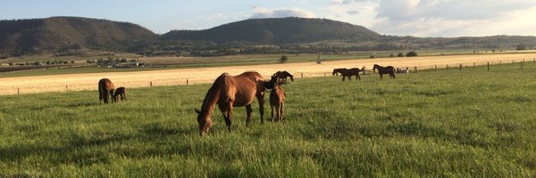 Raheenstud Profile Banner