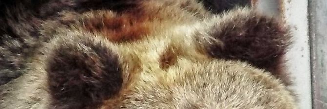 Honungsbjörn 🐻🍯 banner