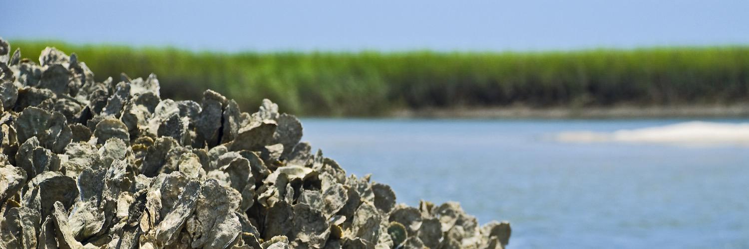 Mass Oyster Project banner