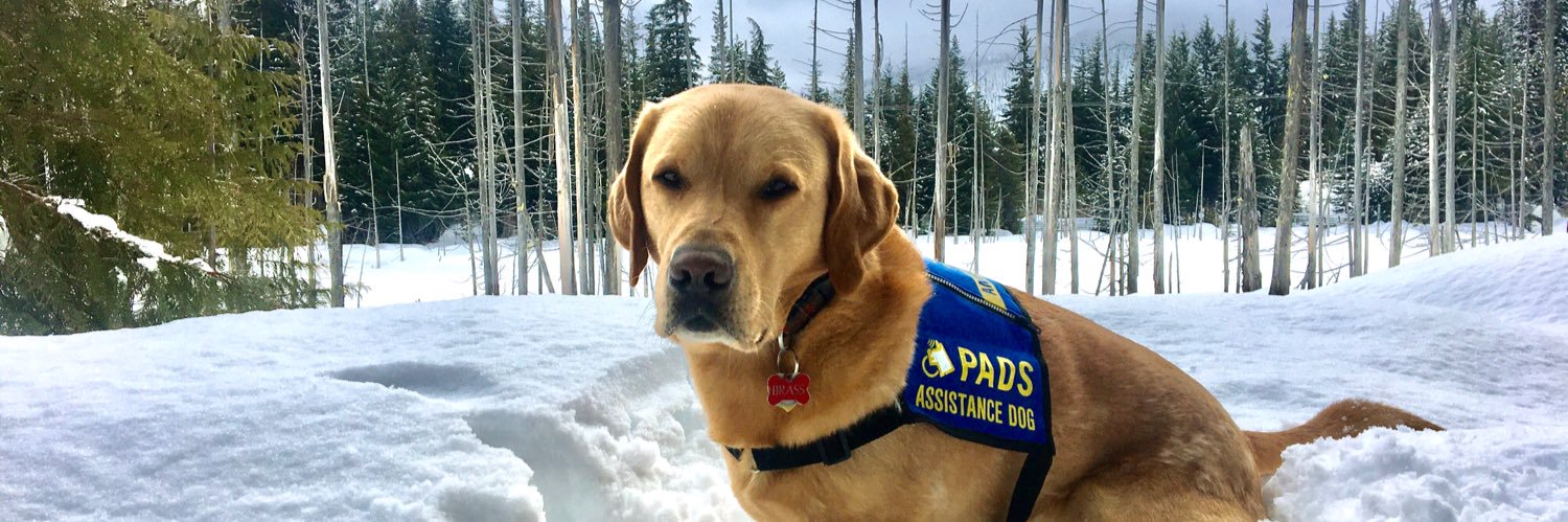 Brass 🌈 🐾🇨🇦 banner