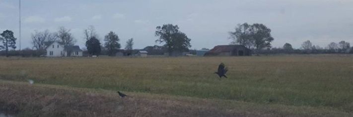 ⚜⚜⚜ Roman banner