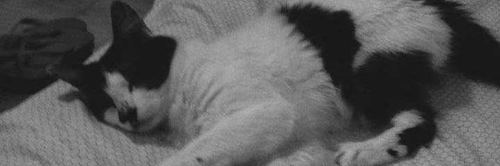 AleTerreno's profile banner image