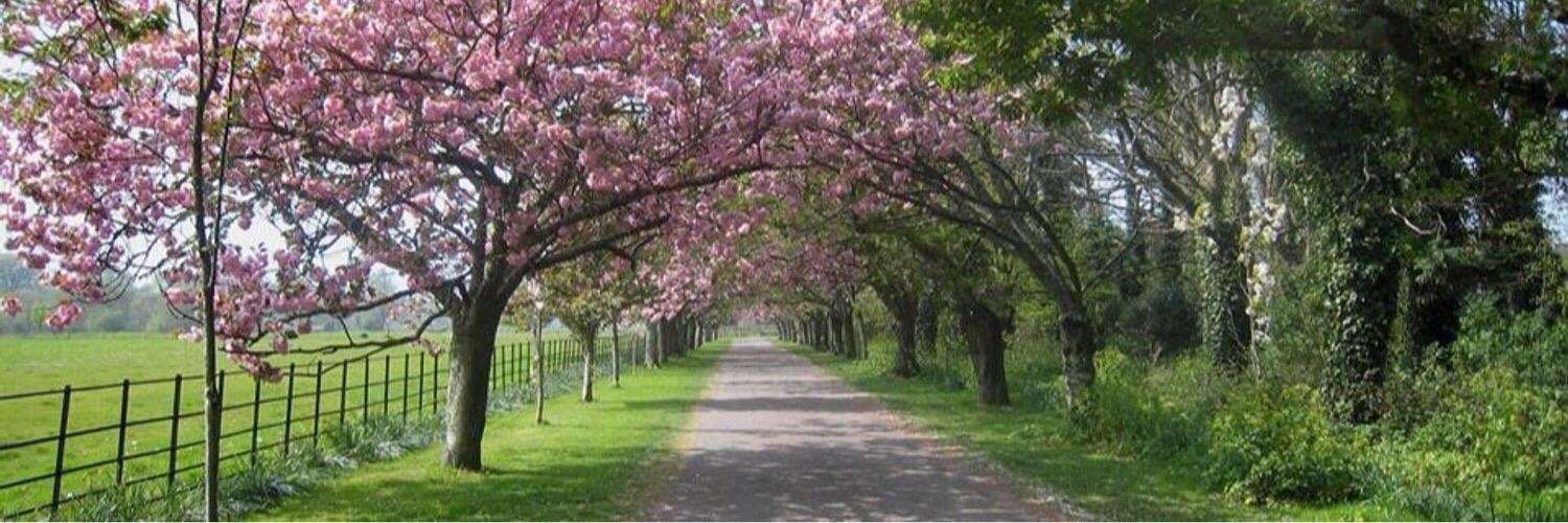 Sharon O'Donoghue banner