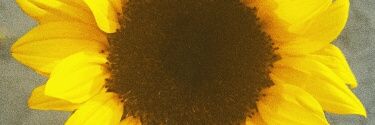 vane256's profile banner image