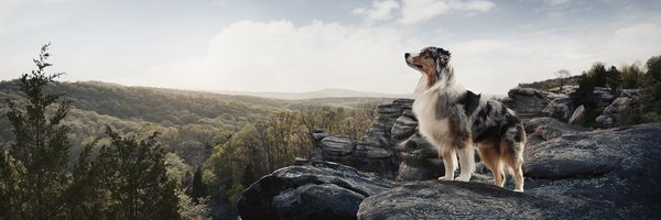 ProPlan Profile Banner