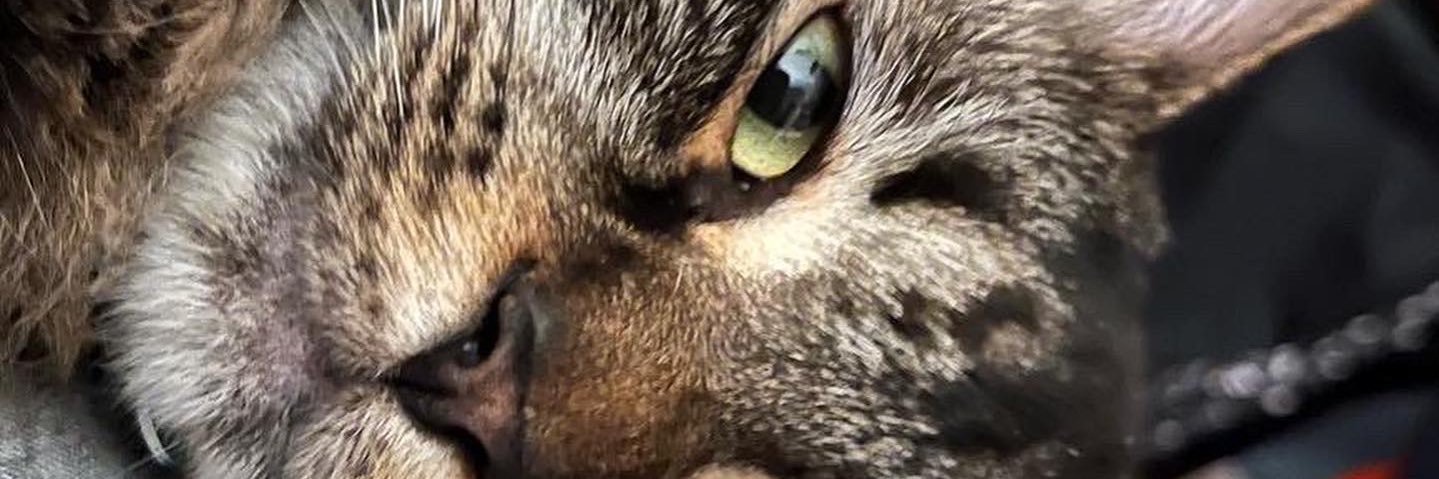 runjulz3's profile banner image
