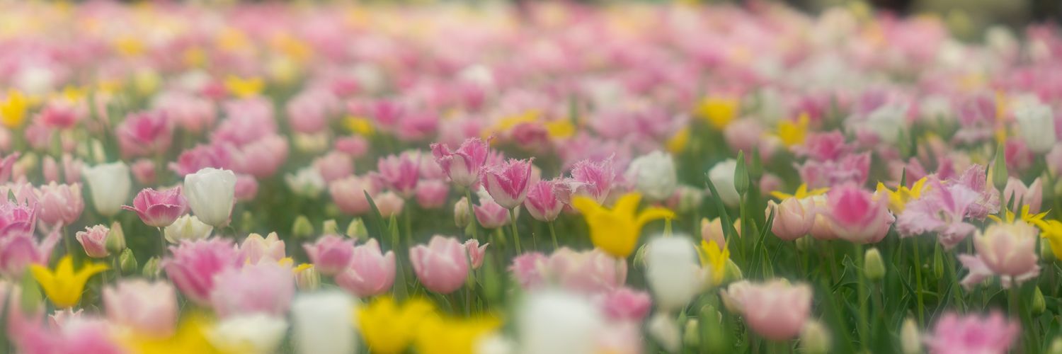 roshiP@3/21長崎4/5a福岡 banner