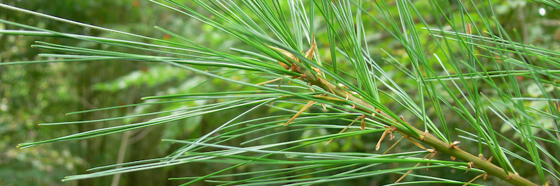 Ki’en Debicki (they/them) banner