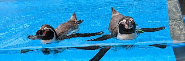 penguin_UEC Profile Banner