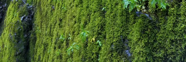 jenguevin Profile Banner