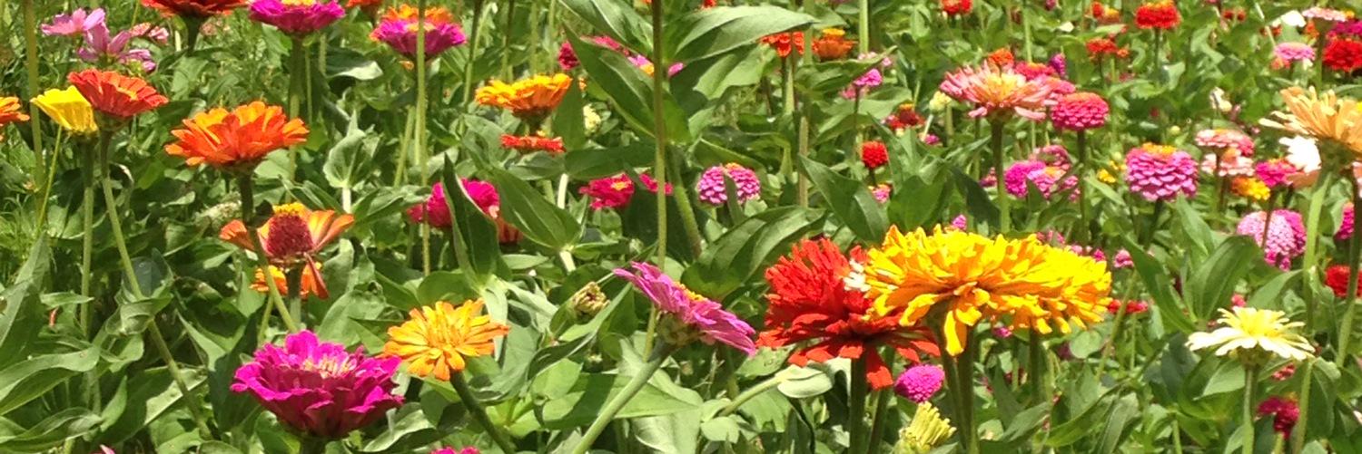 Peaches banner