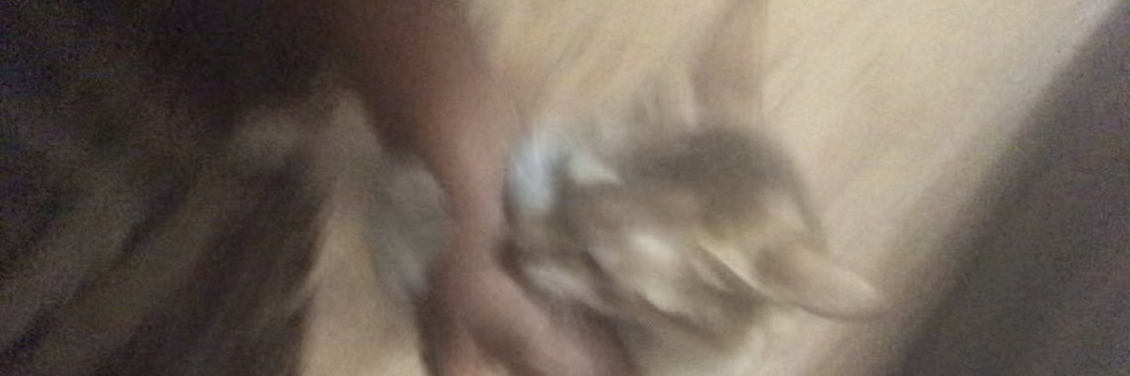 Kat's banner