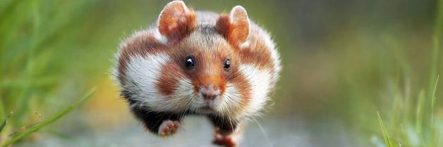 Joanna O. #TakDlaCPK #ProLife banner