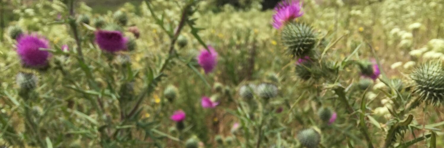 Window Snyder banner