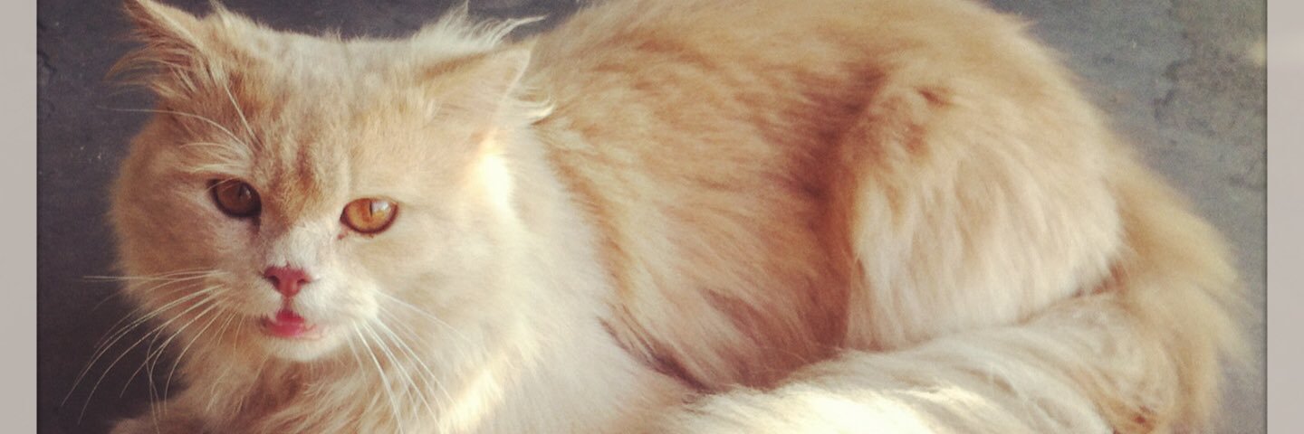 mzsolis23's profile banner image