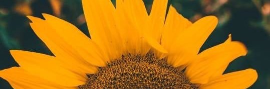 hellenadm's profile banner image