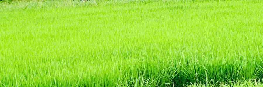 macchonn_k's profile banner image