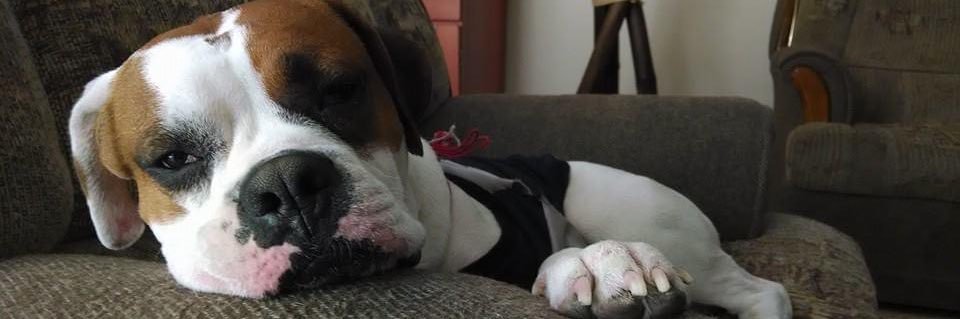 Daniela ♠️👑 banner