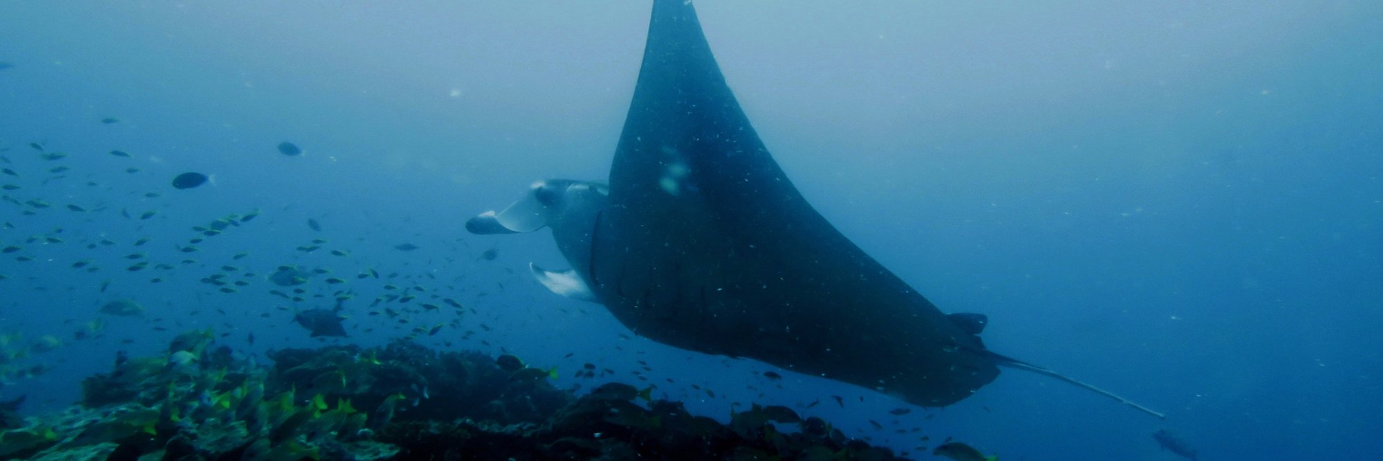 Cristalsub buceo. banner