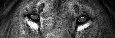 rafapaez4's profile banner image