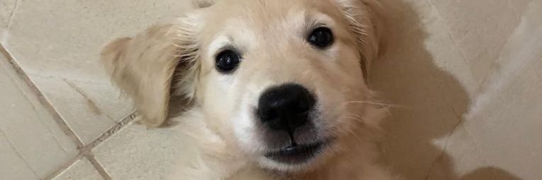 duygusevi's profile banner image
