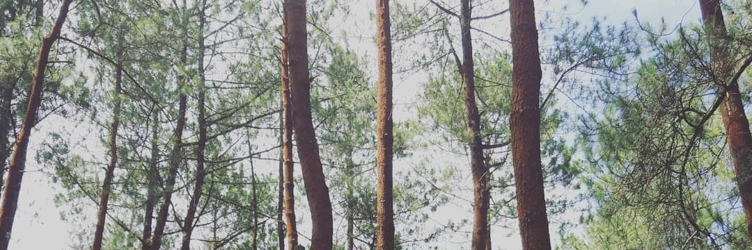 riss_al's profile banner image