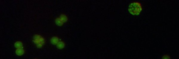 ToruTakeo Profile Banner