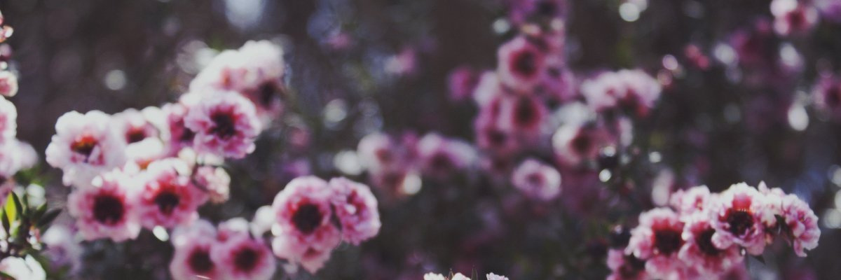 mantecadero's profile banner image