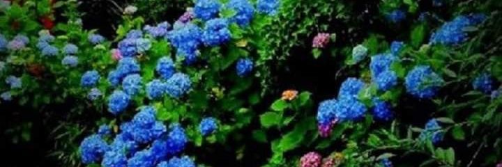 zulaC's profile banner image