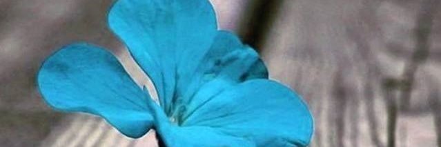 mahnashi108's profile banner image
