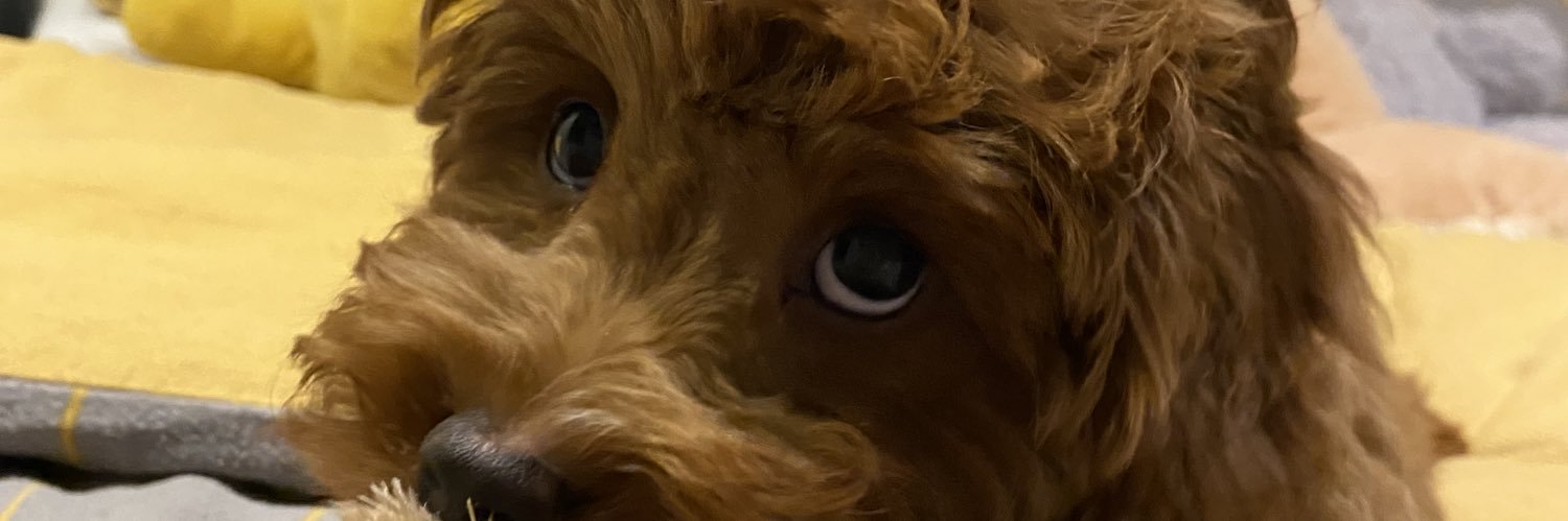 Rhianna_P's profile banner image