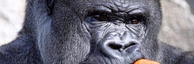 DonPlerooo's profile banner image