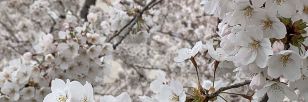 Tota_346's profile banner image