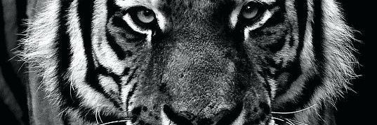 NIEPSEN's profile banner image