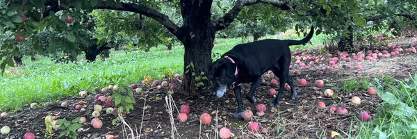 SimaPendharkar Profile Banner