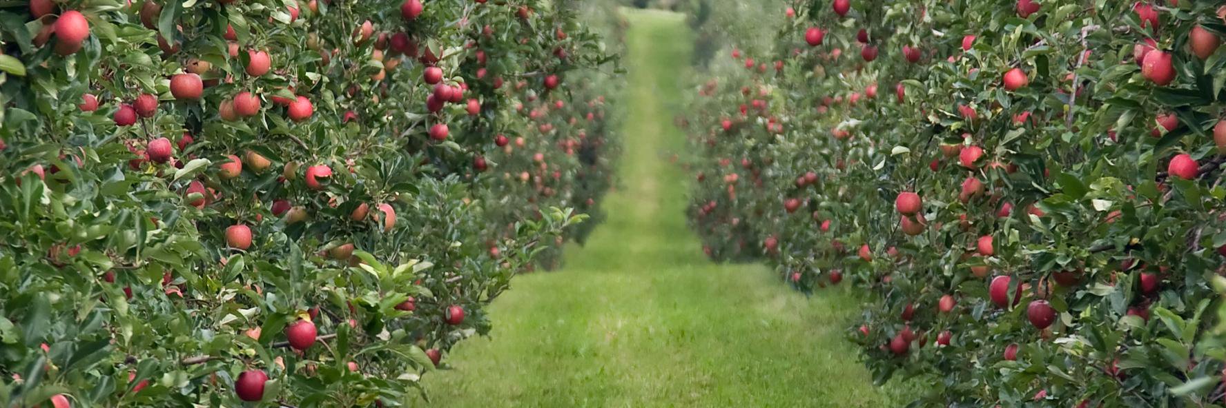 JC AGRI ORCHARDS banner