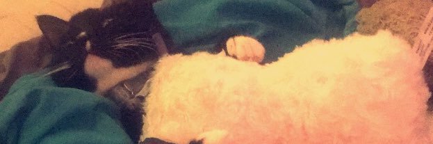 stephmarie1's profile banner image
