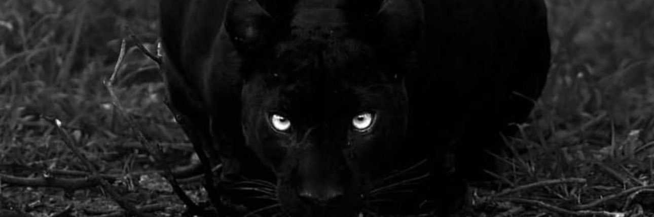 Mr. Bomani’s lore 🥀's banner