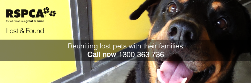 RSPCA Qld Lost Found (@RSPCALostFound) / Posts / X