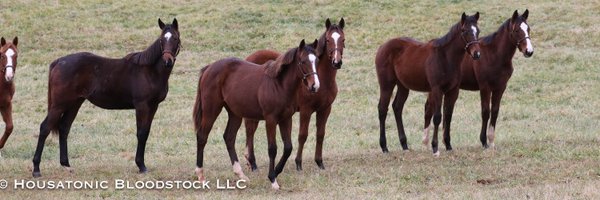 WasabiStables Profile Banner