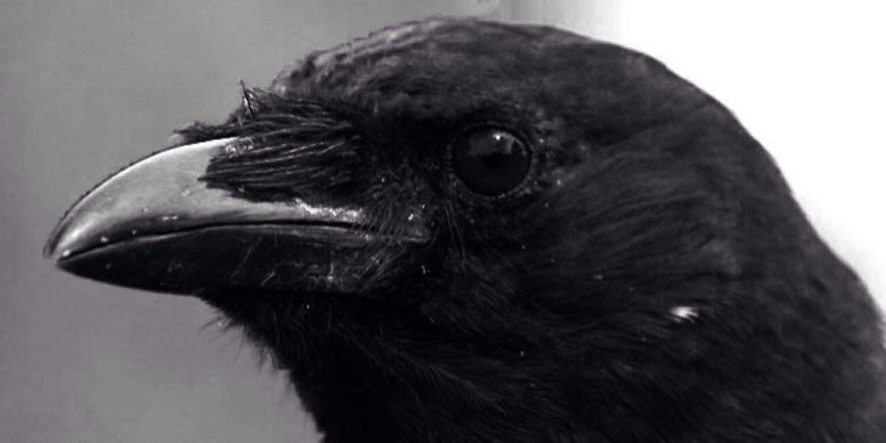 Iván Sánchez banner