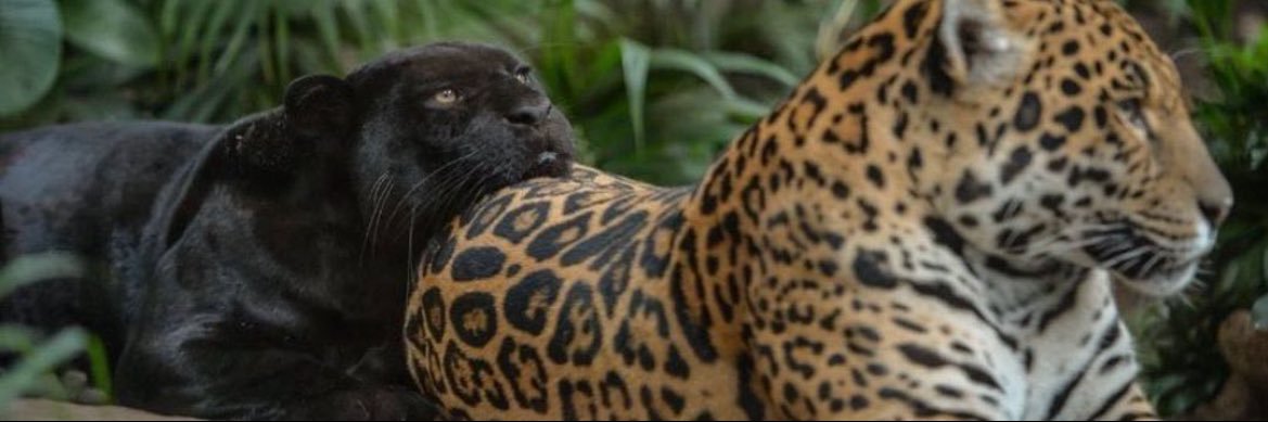 MODELBOYJAH✰ banner