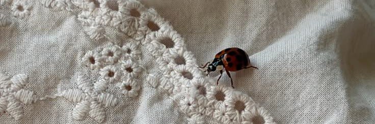 adele ; wa on bio banner